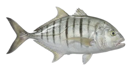 Island Trevally