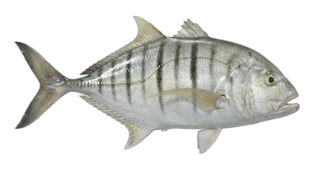 Island Trevally