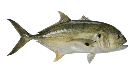 Jack Crevalle