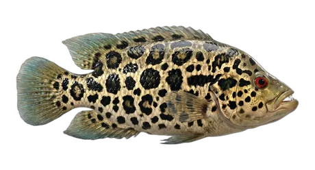 Jaguar Guapote