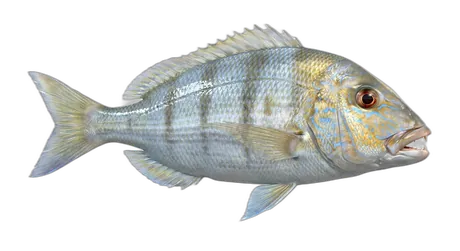 Jolthead Porgy