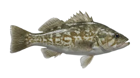 Kelp Bass