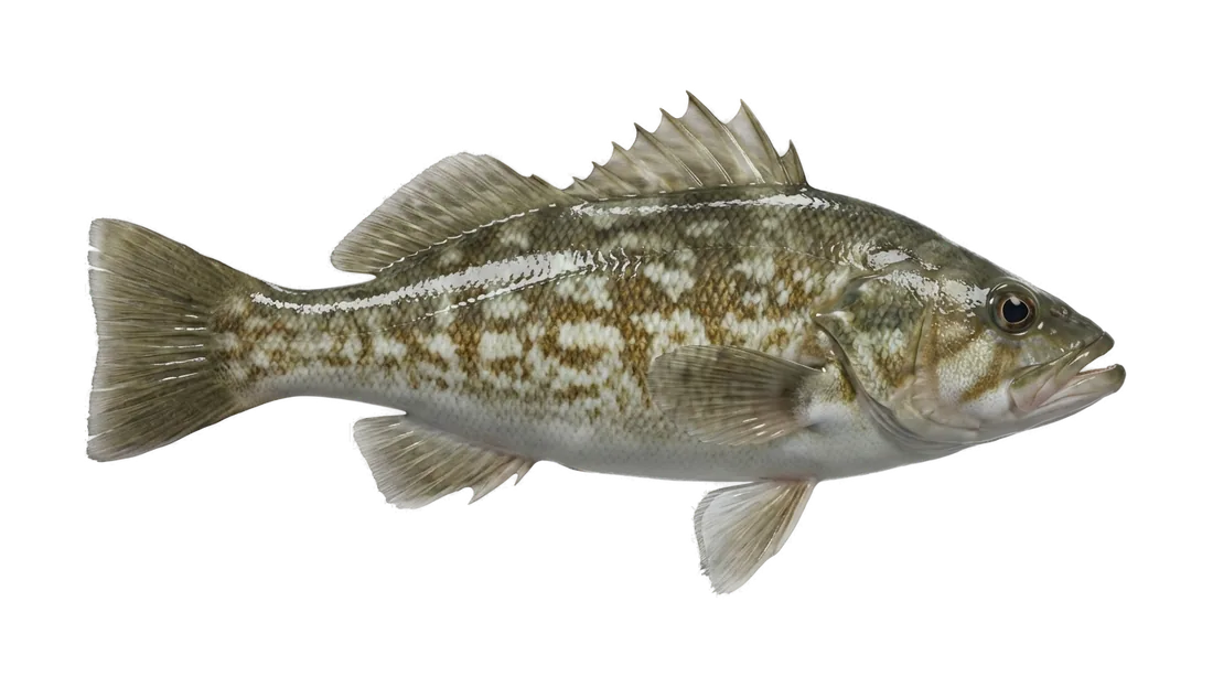 Kelp Bass
