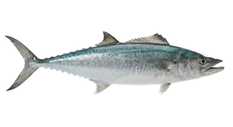 King Mackerel