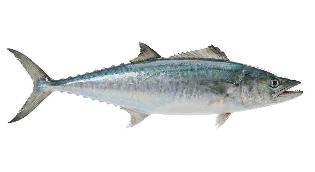 King Mackerel