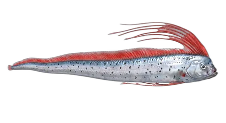 King Of Herrings