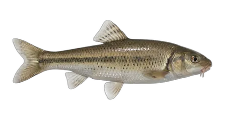 Lake Chub