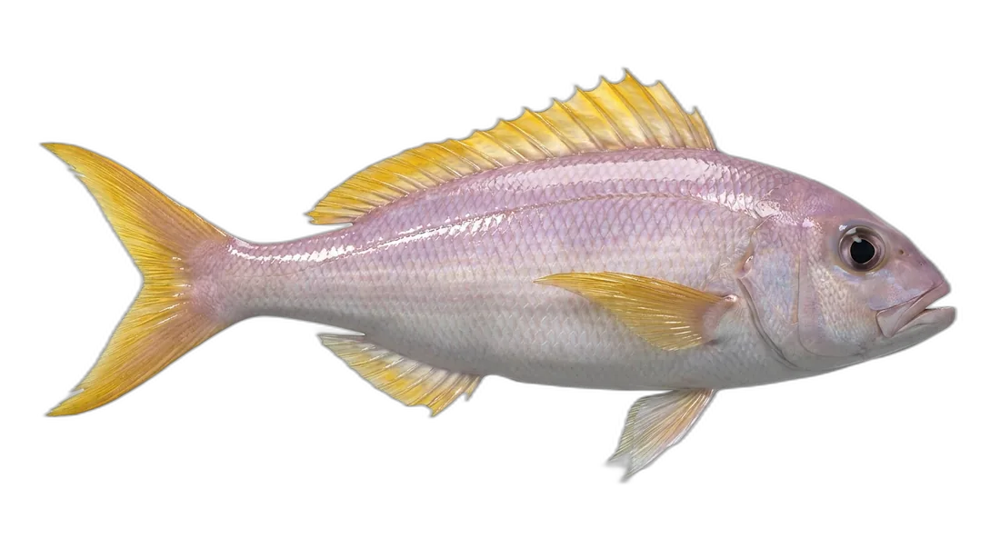 Lavender Jobfish