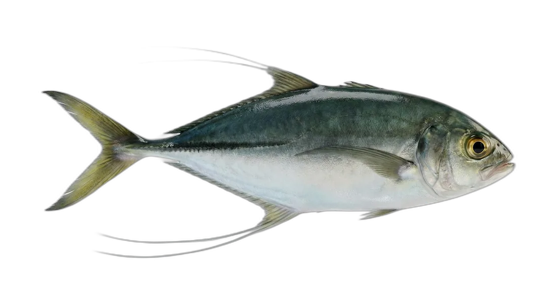 Leatherjacket