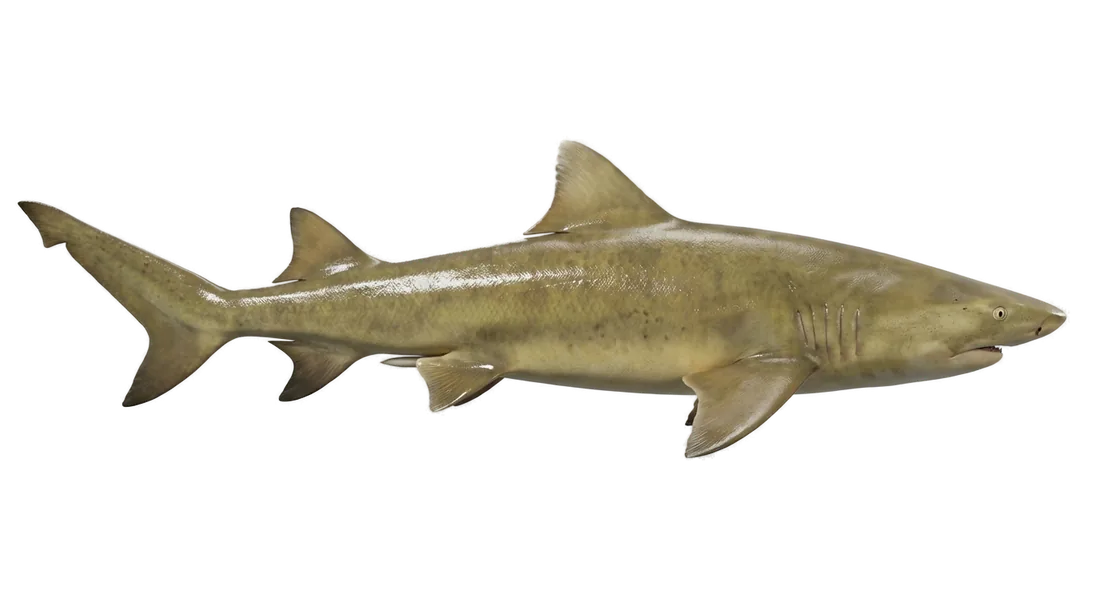 Lemon Shark