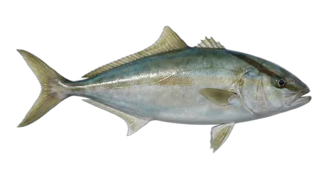 Lesser Amberjack