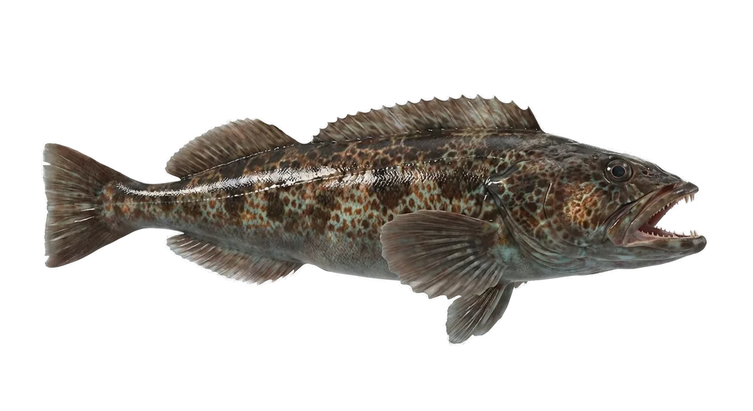 Lingcod