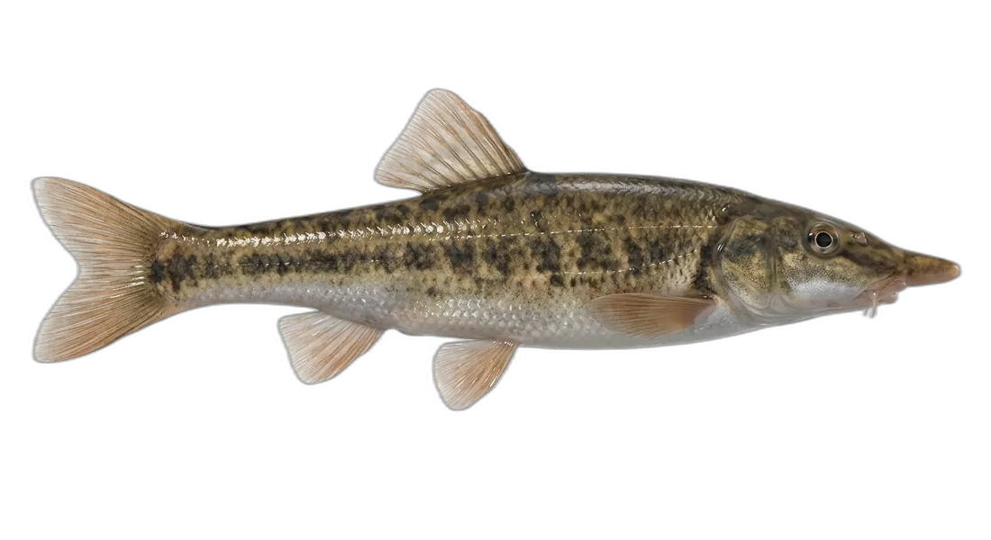 Longnose Dace