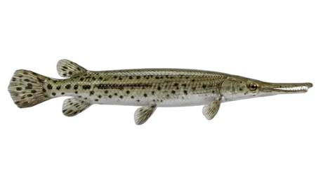 Longnose Gar