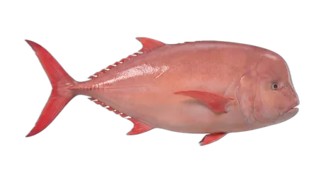 Louvar