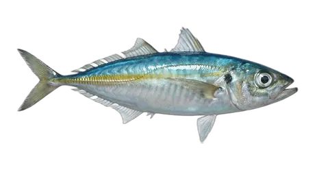 Mackerel Scad