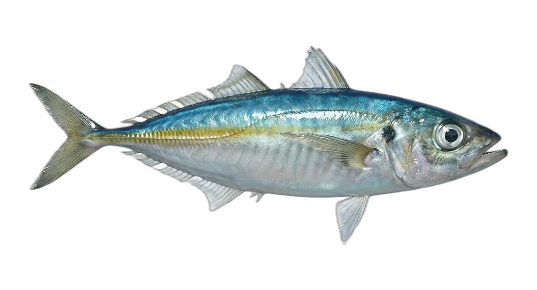 Mackerel Scad