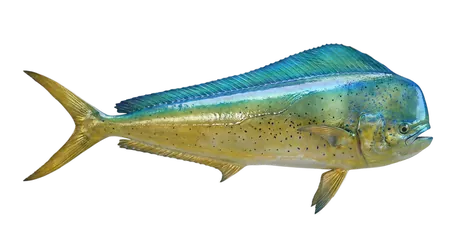 Mahi-Mahi