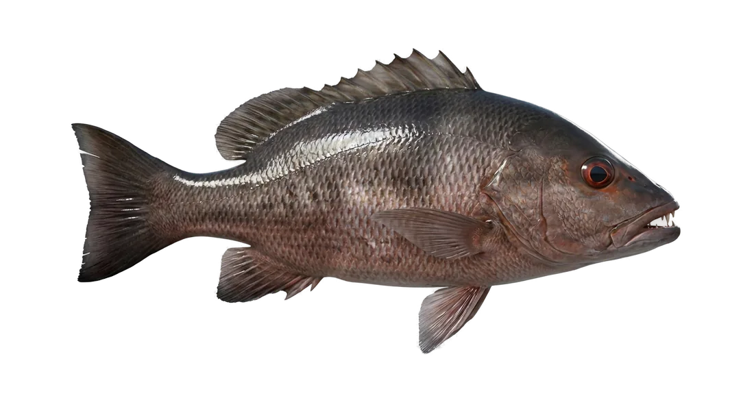 Mangrove Snapper