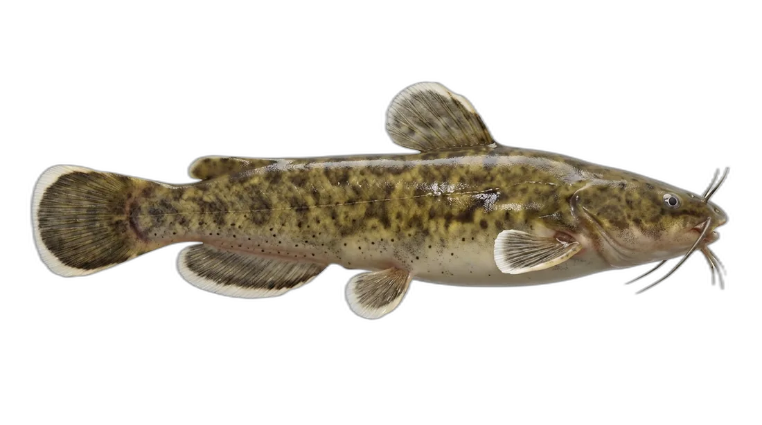 Margined Madtom