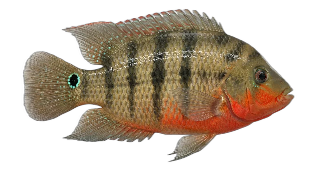 Mayan Cichlid