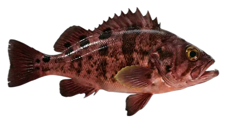 Mexican Rockfish