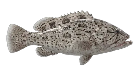Misty Grouper