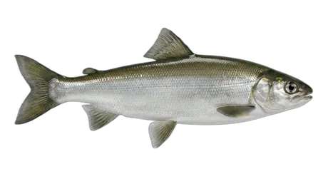 Mountain Whitefish