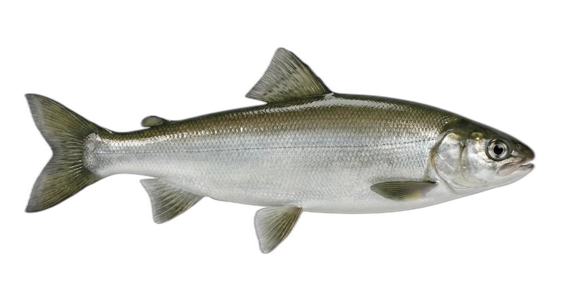 Mountain Whitefish