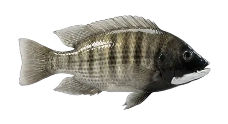 Mozambique Tilapia