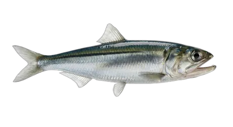 Northern Anchovy