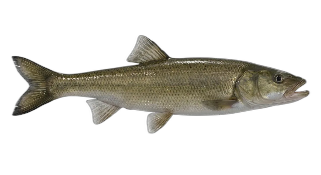 Northern Pikeminnow