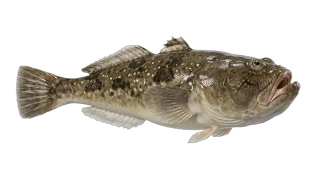 Northern Stargazer