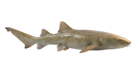 Nurse Shark