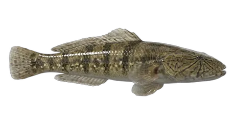 O'opu Nakea