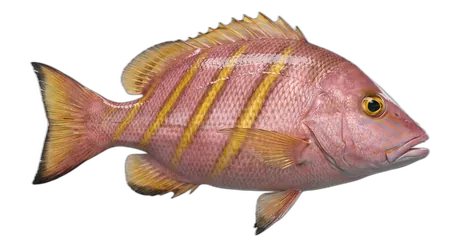 Oblique-Banded Snapper