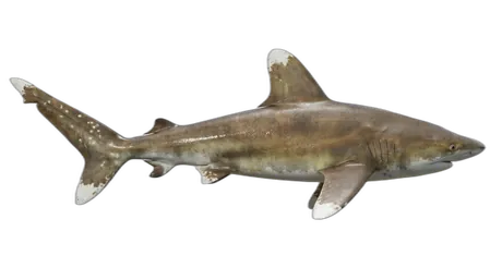 Oceanic Whitetip Shark