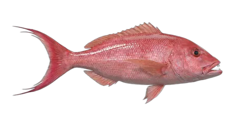 Onaga