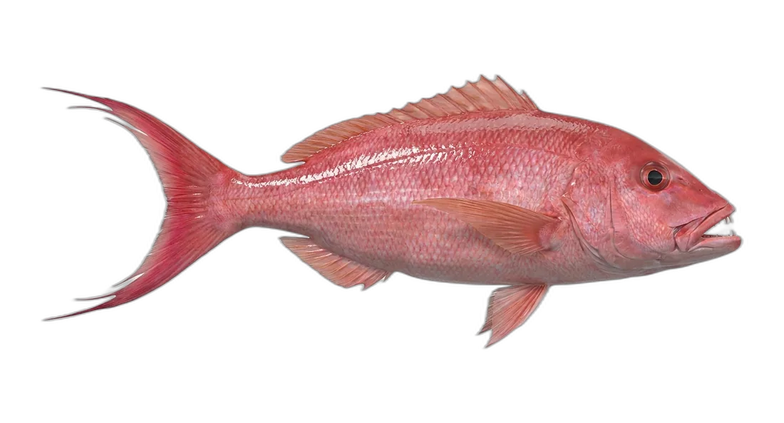Onaga
