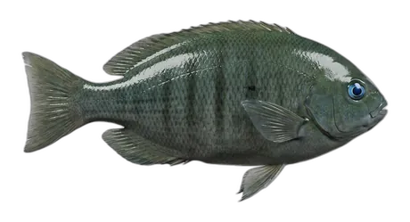 Opaleye