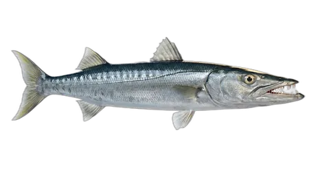 Pacific Barracuda