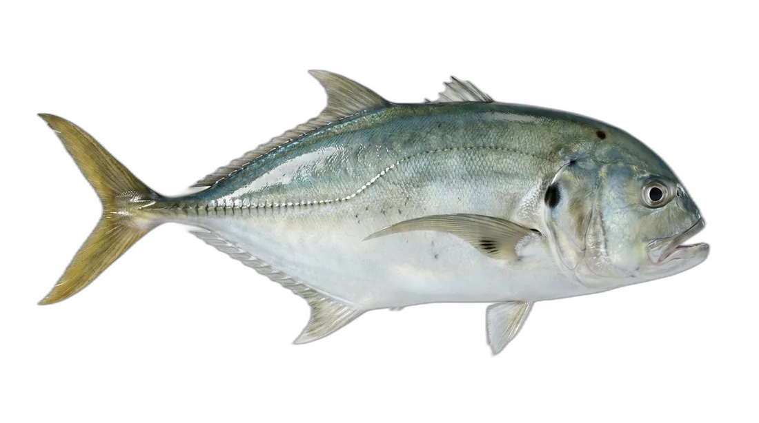 Pacific Crevalle Jack