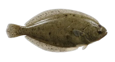 Pacific Dover Sole