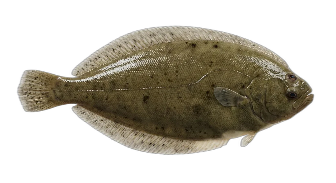 Pacific Dover Sole