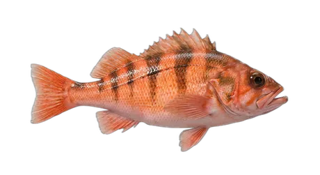 Pacific Ocean Perch