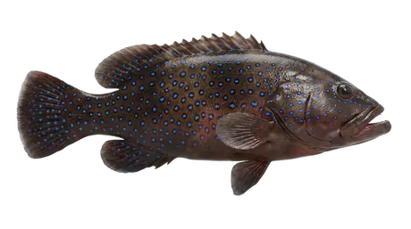 Peacock Grouper
