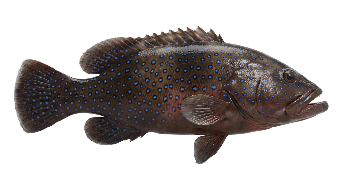 Peacock Grouper