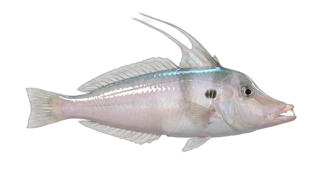 Pearly Razorfish