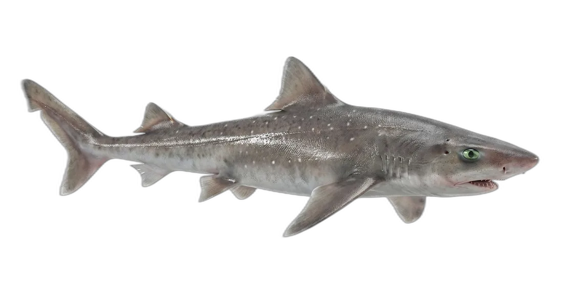 Picked Dogfish