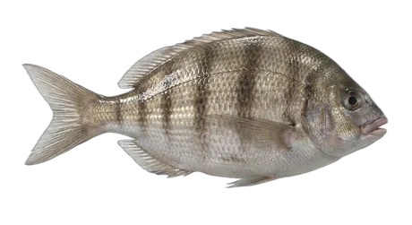 Pile Perch